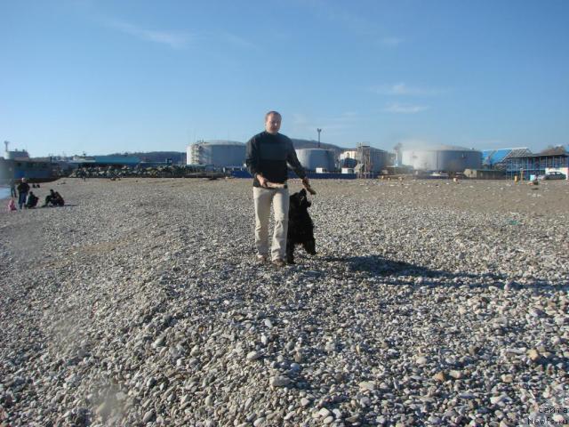 Фото: ньюфаундленд Арчибальд