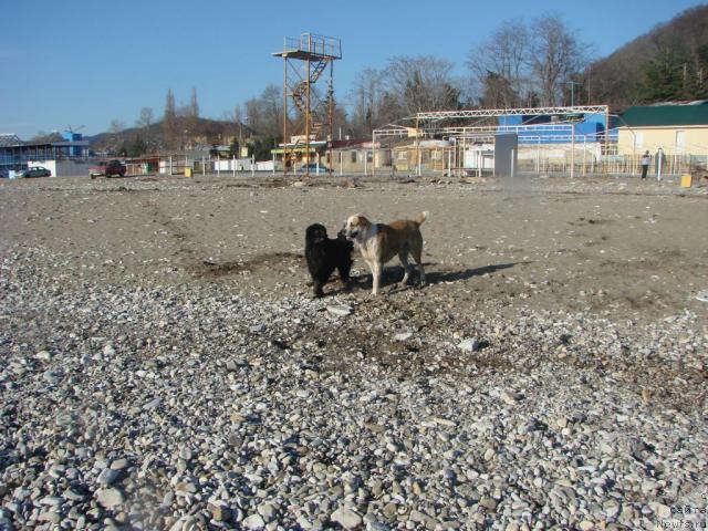 Фото: ньюфаундленд Арчибальд