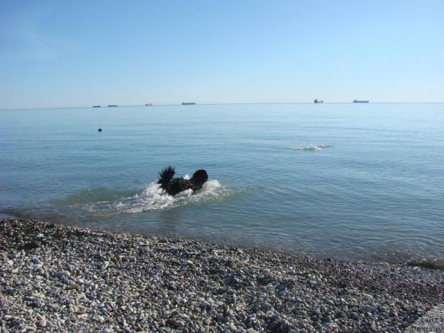 Фото: ньюфаундленд Арчибальд