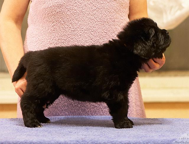 Фото: ньюфаундленд Уютная Долина Астерии Свет (Uyutnaya Dolina Asterii Svet)