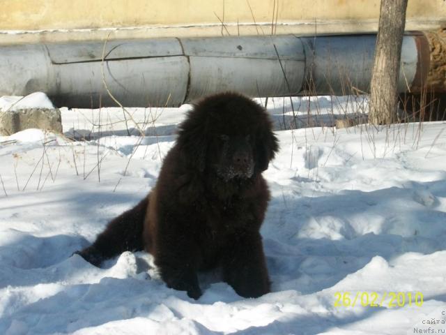 Фото: ньюфаундленд Черный Шарм Амбер Бест Дог ФО Марлеон