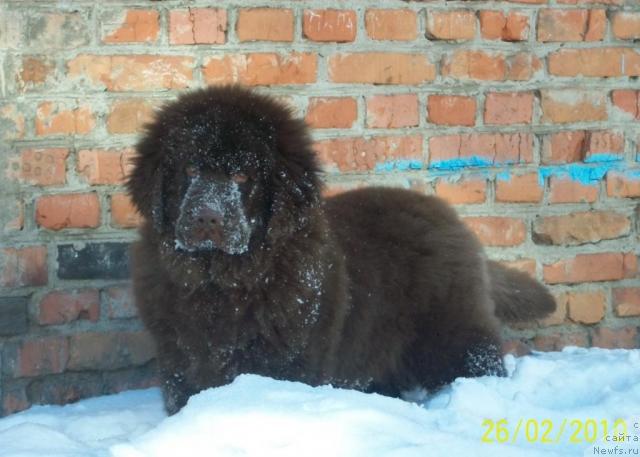 Фото: ньюфаундленд Черный Шарм Амбер Бест Дог ФО Марлеон