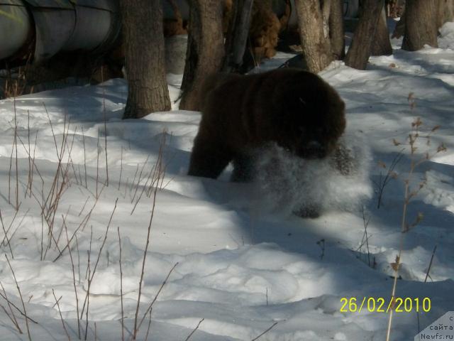 Фото: ньюфаундленд Черный Шарм Амбер Бест Дог ФО Марлеон