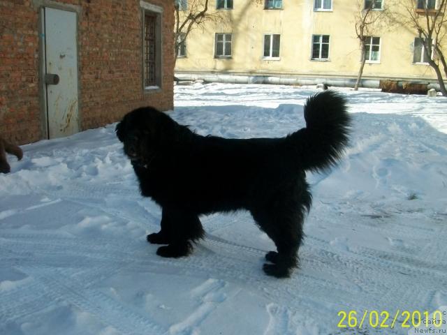 Фото: ньюфаундленд Царевич Империи Ньюф от Марлеон Дусвик