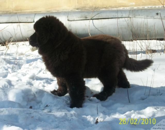 Фото: ньюфаундленд Черный Шарм Амбер Бест Дог ФО Марлеон