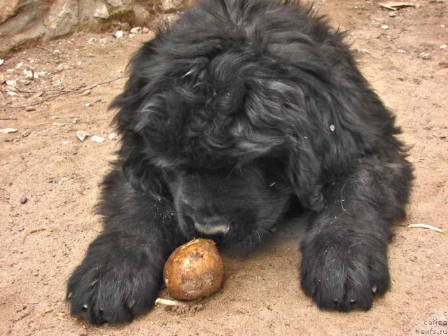 Фото: ньюфаундленд Юган с Тоянова Городка (Ygan s Toyanova Gorodka)