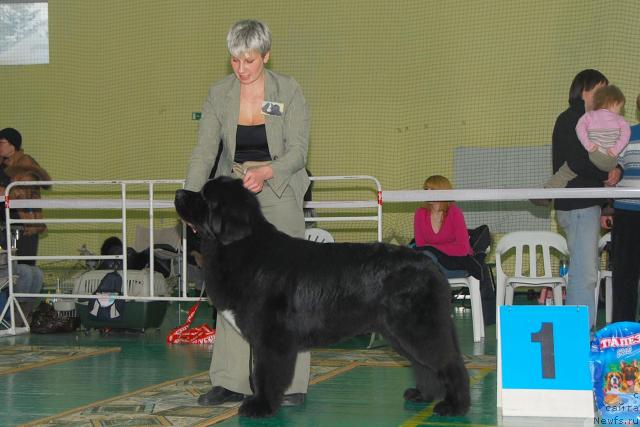Фото: ньюфаундленд Топтыжка Святогор