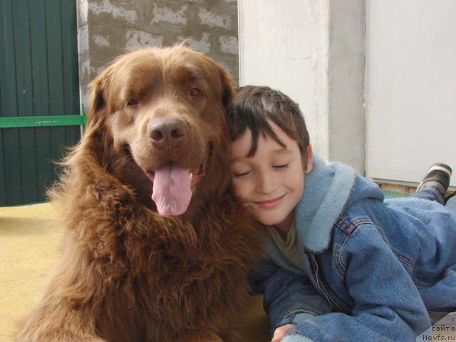 Фото: ньюфаундленд Лесная Сказка Изольда