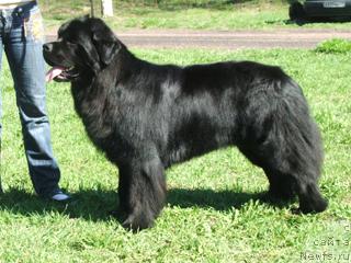 Фото: ньюфаундленд Плюшевая Панда Викар (Plushevaya Panda Vikar)