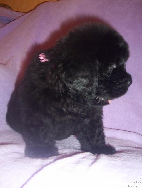 Фото: ньюфаундленд Уютная Долина Аэлита Маринус