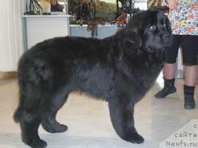 Фото: ньюфаундленд Лежебок Луи-Филипп