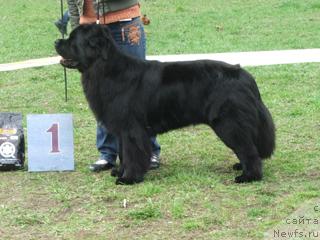 Фото: ньюфаундленд Плюшевая Панда Викар (Plushevaya Panda Vikar)