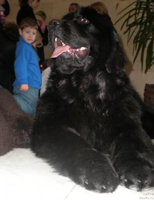 Фото: ньюфаундленд Лежебок Луи-Филипп