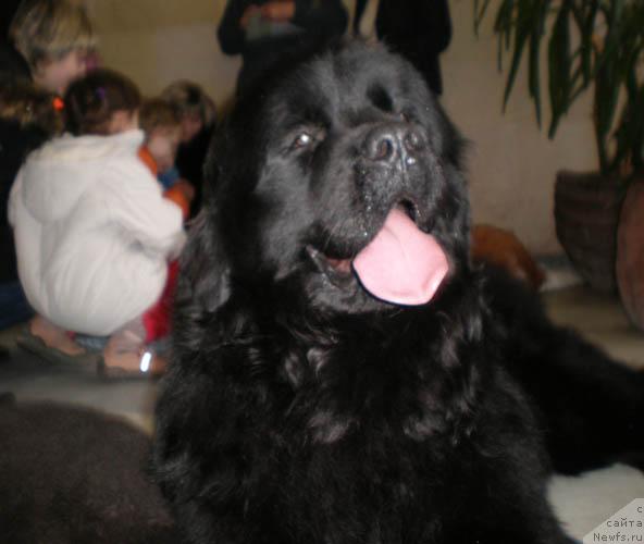 Фото: ньюфаундленд Лежебок Луи-Филипп