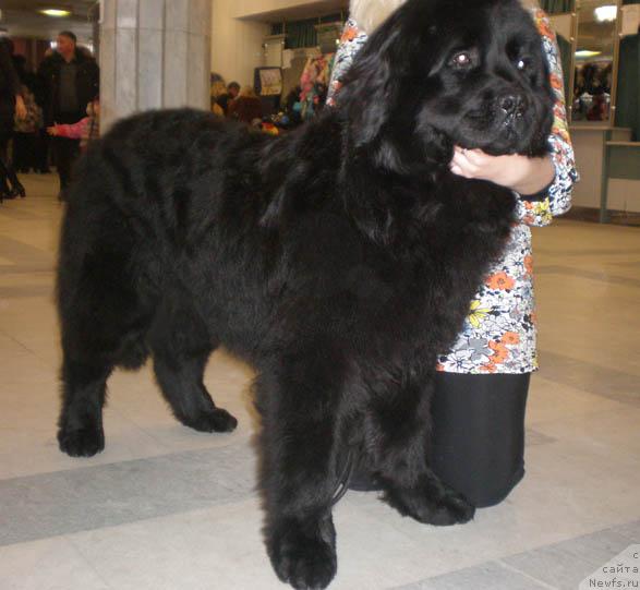 Фото: ньюфаундленд Лежебок Луи-Филипп