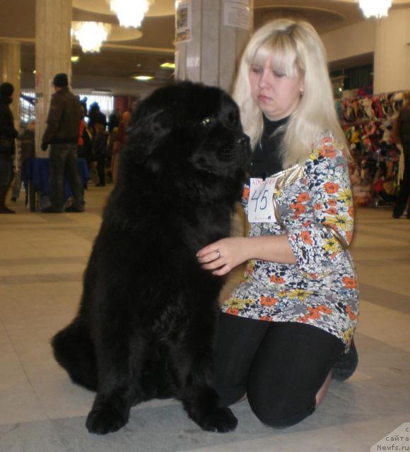 Фото: ньюфаундленд Лежебок Луи-Филипп