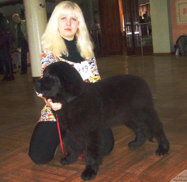 Фото: ньюфаундленд Осенняя Есения, Анна Портнякова