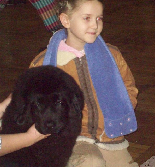 Фото: ньюфаундленд Осенняя Есения