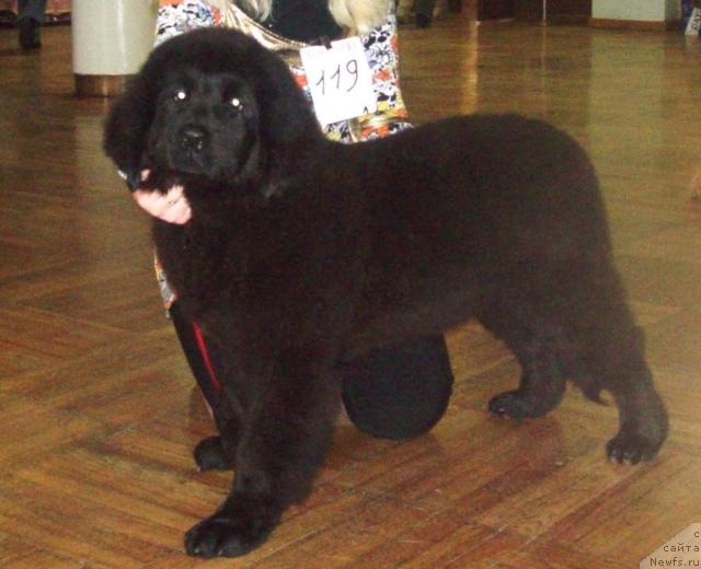 Фото: ньюфаундленд Осенняя Есения