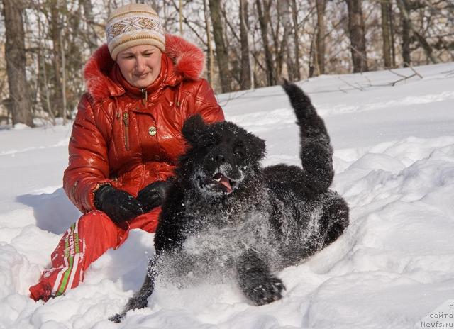 Фото: ньюфаундленд Изумрудная Лагуна Аргона, Надежда Момот