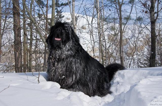 Фото: ньюфаундленд Юган с Тоянова Городка (Ygan s Toyanova Gorodka)