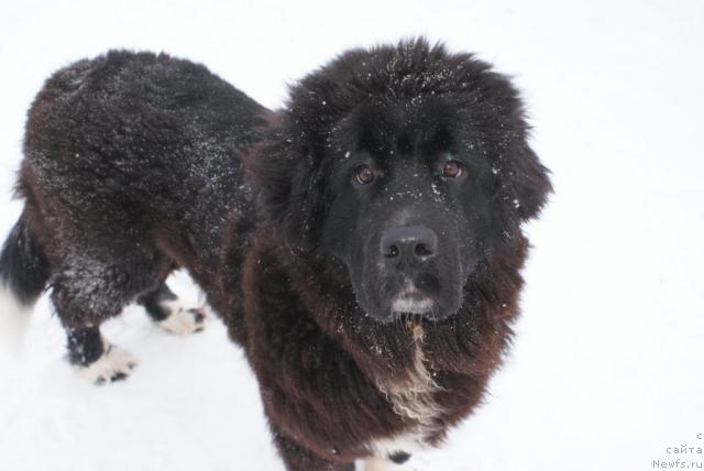 Фото: ньюфаундленд Маг Исполин Любава