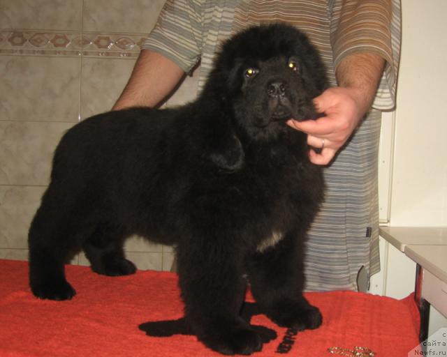 Фото: ньюфаундленд Портер с Берега Дона