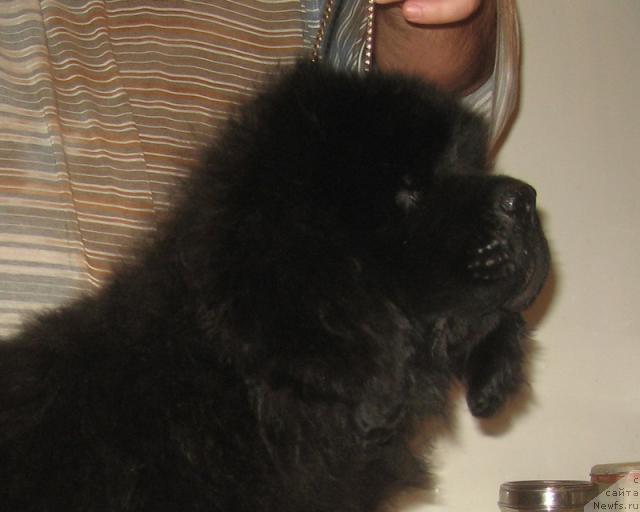 Фото: ньюфаундленд Портер с Берега Дона