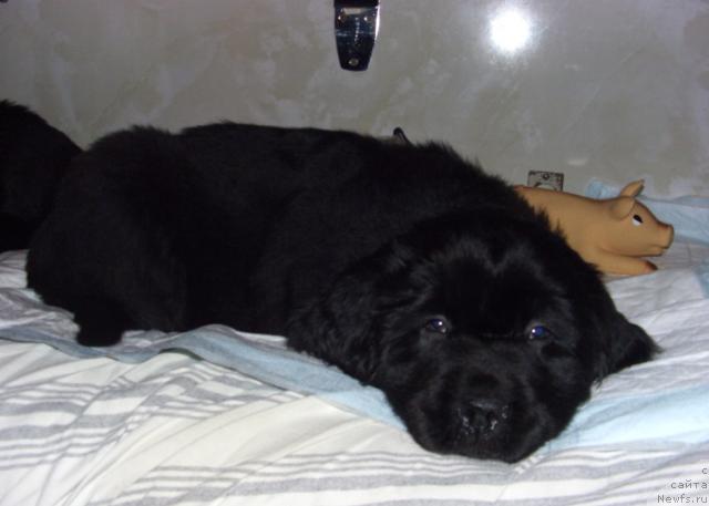 Фото: ньюфаундленд Баловень Судьбы