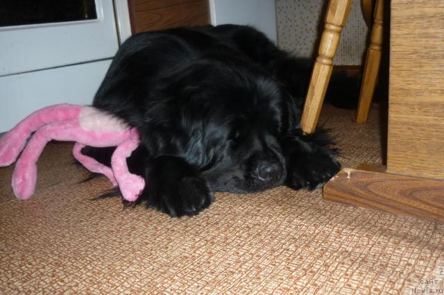 Фото: ньюфаундленд Екселент Стил  из Медвежьего Яра