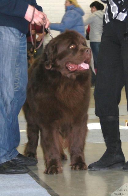 Фото: ньюфаундленд Фанньюф Александр Браун