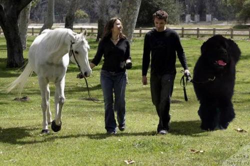 Фото: ньюфаундленд Плюшевая Панда Викар (Plushevaya Panda Vikar)