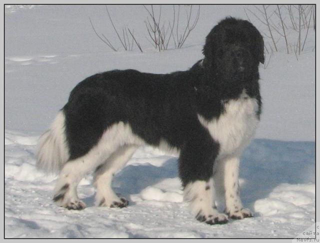 Фото: ньюфаундленд Neverine's Earthquaker