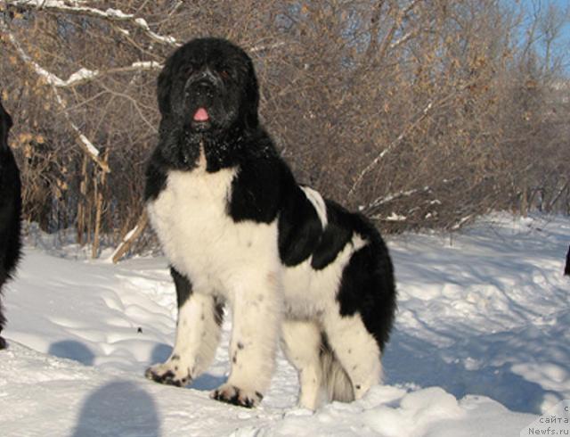 Фото: ньюфаундленд Neverine's Earthquaker