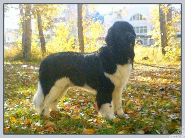 Фото: ньюфаундленд Neverine's Earthquaker