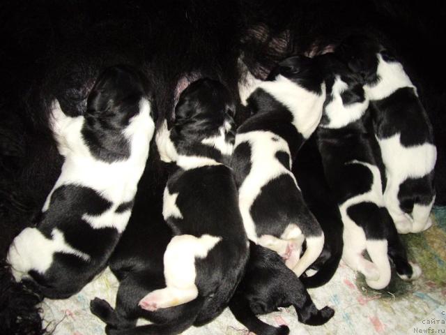 Фото: Щенки [d6691]и [d7618]