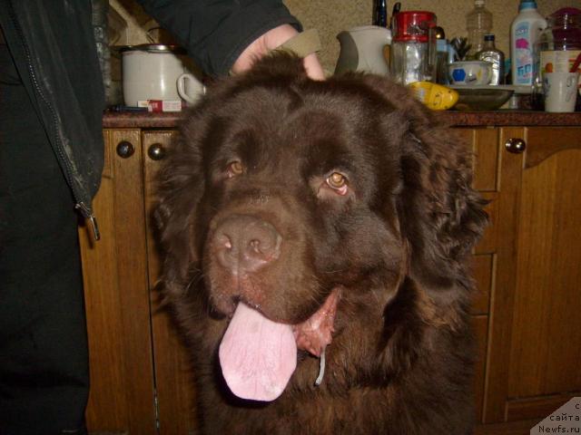 Фото: ньюфаундленд Фанньюф Окса-Дар