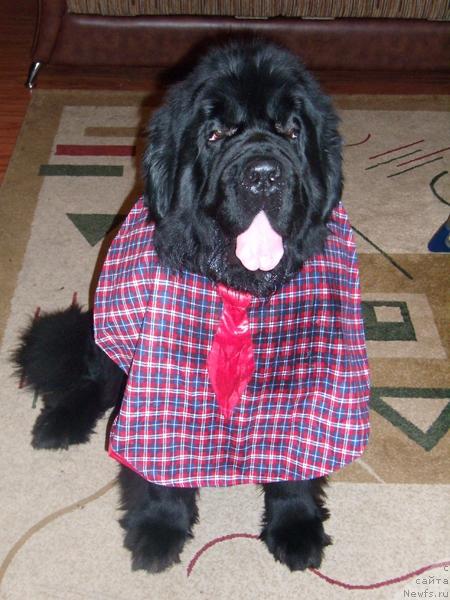 Фото: ньюфаундленд Плюшевая Панда Кинг Оф Хеллуланд (Plushevaya Panda King of Helluland)