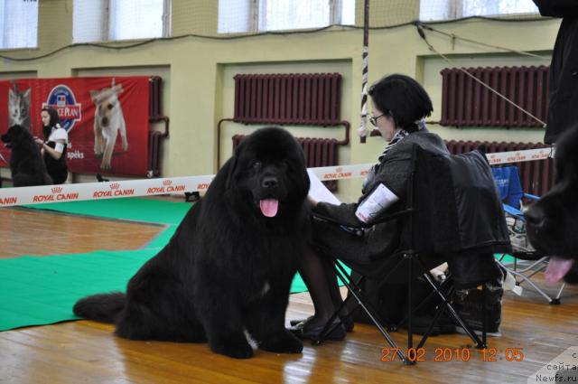 Фото: ньюфаундленд Duty Free of Apachee's Home, Жанета Рябко
