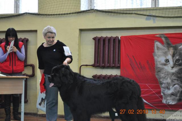 Фото: ньюфаундленд Питерньюф Жора Питерский (Piternyuf Zhora Piterskiy)