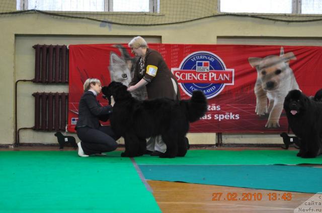 Фото: ньюфаундленд Captain Crush Logrus, Ольга Гордеева