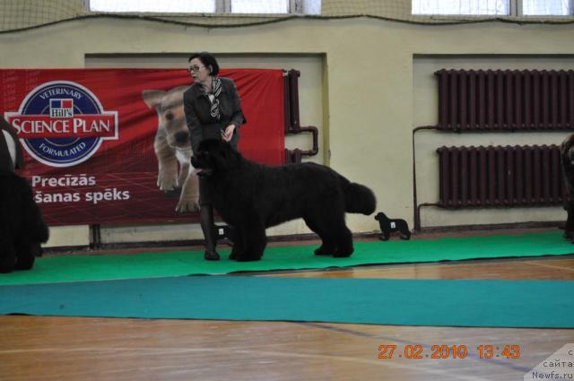 Фото: Жанета Рябко, ньюфаундленд Duty Free of Apachee's Home