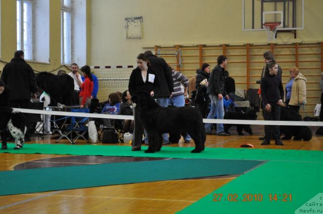 Фото: ньюфаундленд Zara Clark Zvezdnij Dar