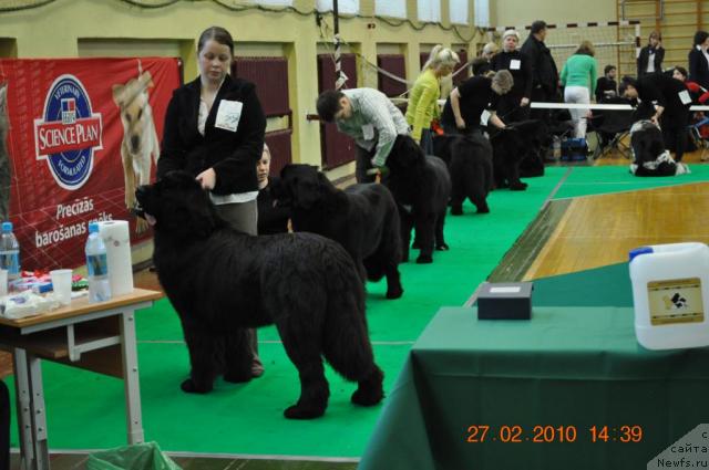 Фото: ньюфаундленд Zara Clark Zvezdnij Dar