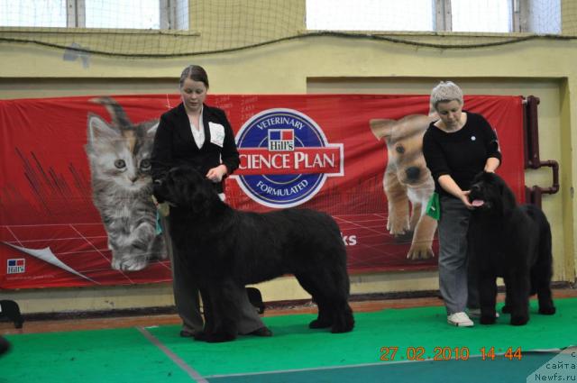 Фото: Zara Clark Zvezdnij Dar, BLACK  IMP FORTUNATE FEITA  FEEBE