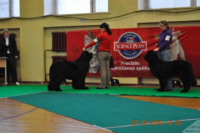 Фото: ARISIA  ARCOLAN  Z  LITOVELSKENO  POMORAVI, BLACK  IMP  ELFAS  EMERITUS  EATE