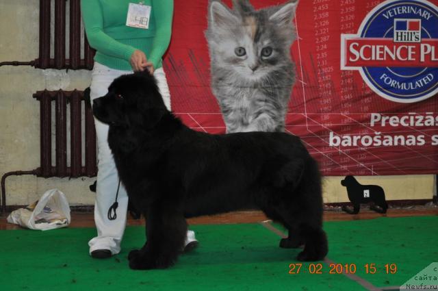 Фото: ROGENDA VIALIKI MIADZVEDZ