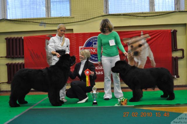 Фото: CAPE LEWISPORTE  HEADBANGER, ROGENDA  VIALIKI  MIADZVEDZ