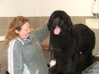 Фото: ньюфаундленд Плюшевая Панда Анабелла Бьютифул (Plushevaya Panda Anabella Beautiful)