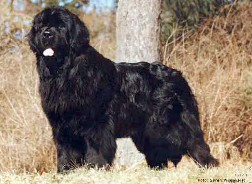 Фото: ньюфаундленд Pouch Cove's Good News